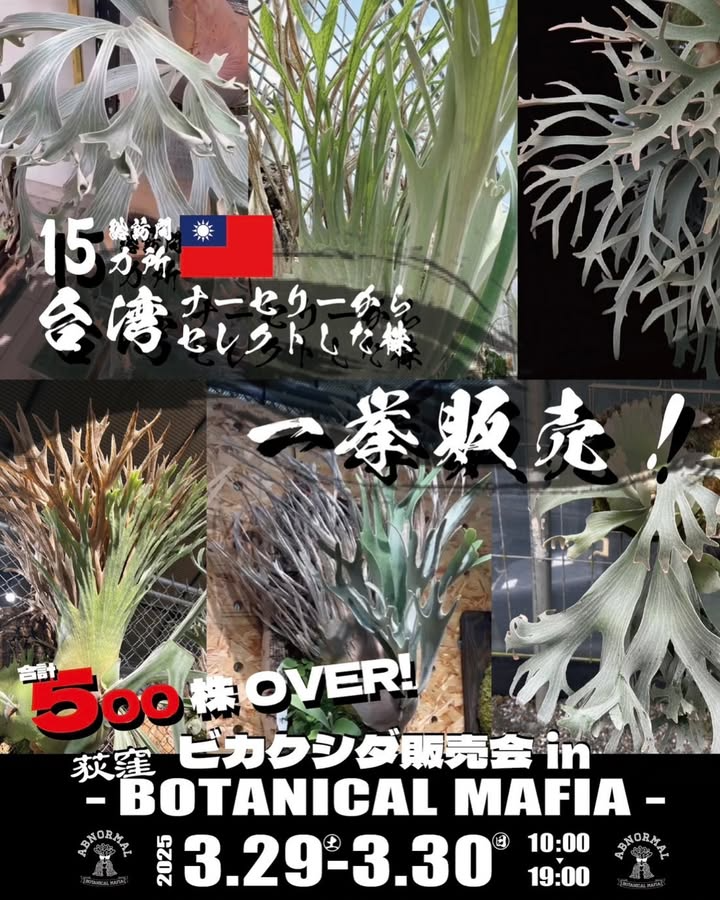 ビカクシダ 人気のピユーチヤン 希少な株分け品 Bikaku Mafiaが ビカクシダ 人気のピユーチヤン 希少な株分け品 Bikaku Mafiaが