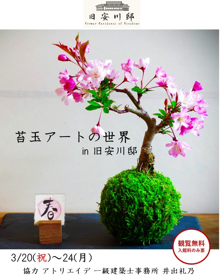北九州市旧安川邸が苔玉アート展を開催、春の自然を手のひらサイズの芸術で表現