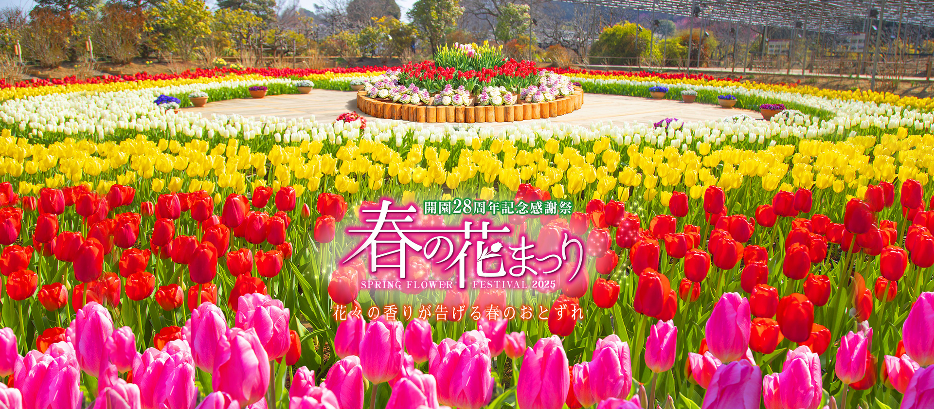 あしかがフラワーパークが春の花まつり2025を開催、ポット栽培技術で