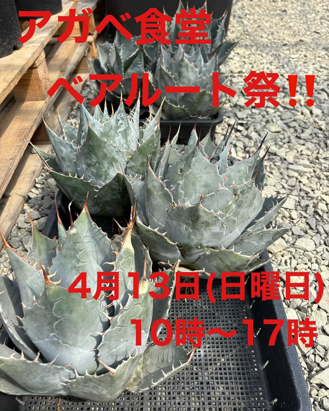 内田農園がアガベ食堂ベアルート祭を開催、希少なアガベ輸入株を特別価格で4月13日に販売