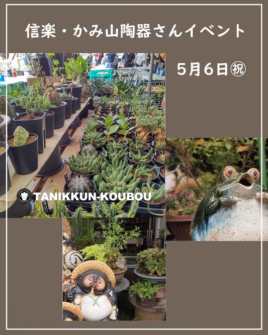 かみ山陶器がゴールデンウィーク特別イベントを開催、多肉植物と信楽焼の鉢が一度に購入できる機会を提供