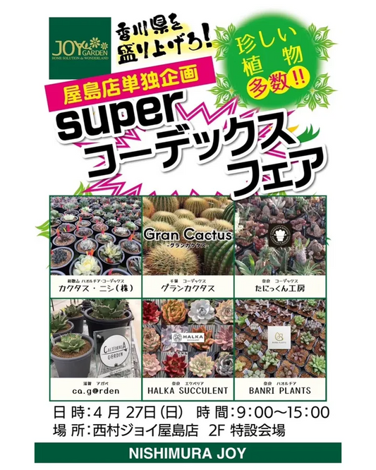 香川県で「superコーデックスフェア」開催決定、6つの専門ショップが西村ジョイ屋島店に集結