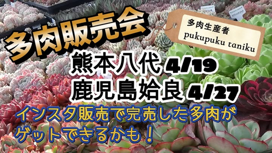 プクパラフェスタが熊本と鹿児島で多肉植物販売会を開催、人気の群生苗や完売品種が4月に登場