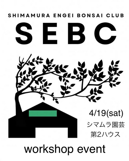 シマムラ園芸第2ハウスが3ジャンル複合植物イベントを開催、盆栽・多肉植物・ビカクシダが4月に集結