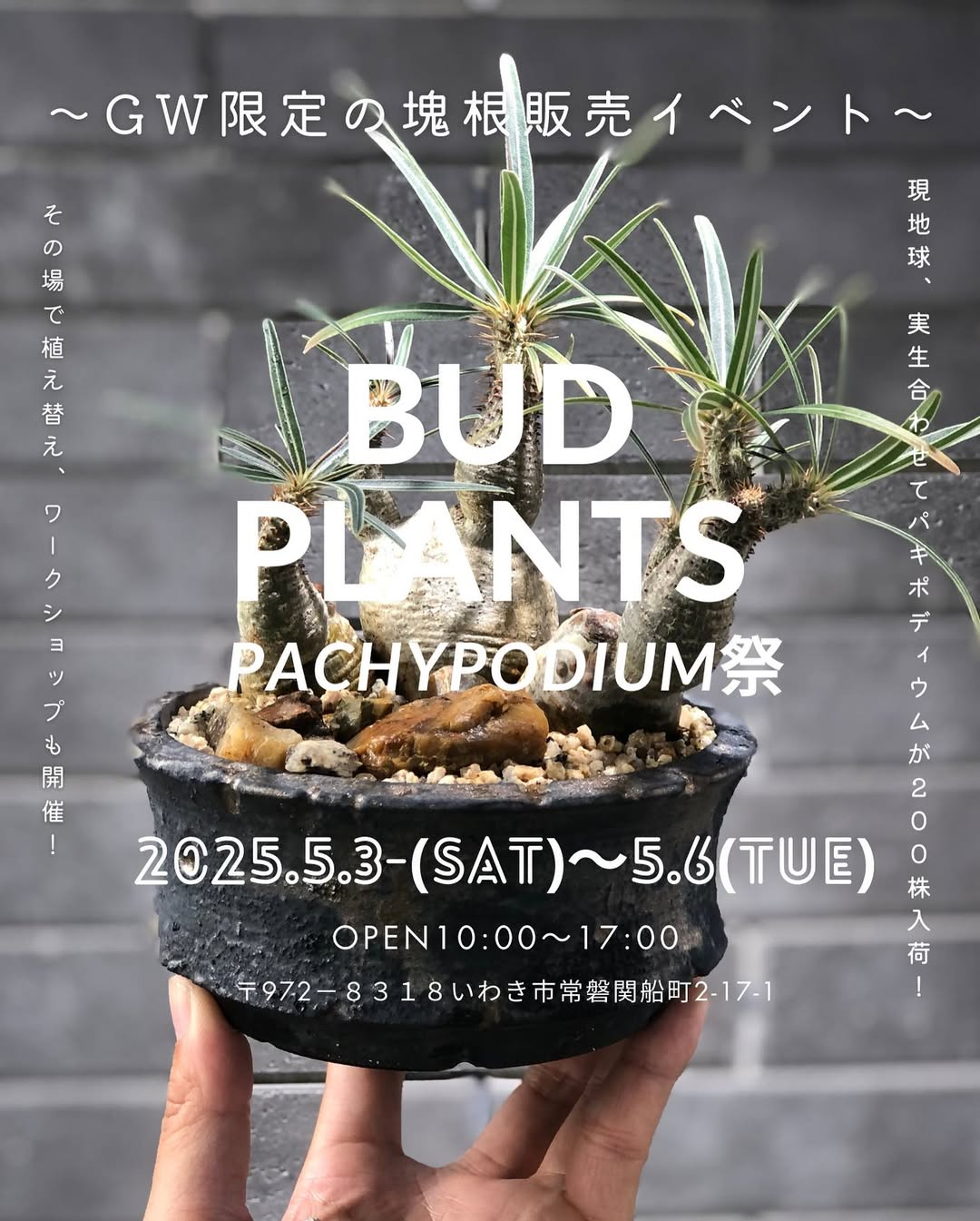 BUD PLANTSがGW限定パキポディウム祭を開催、約200株の塊根植物を特別価格で提供