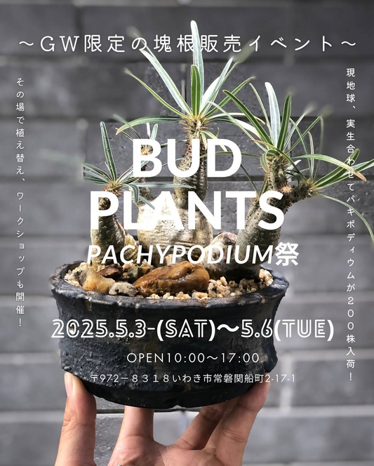 BUD PLANTSがGW限定パキポディウム祭を開催、約200株の塊根植物を特別価格で提供