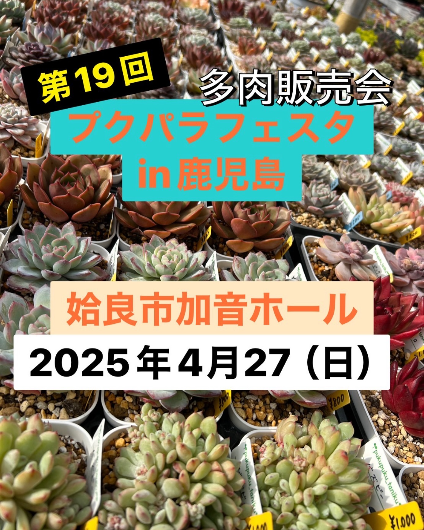 プクパラフェスタ in鹿児島が第19回多肉植物販売会を開催、リメイク鉢