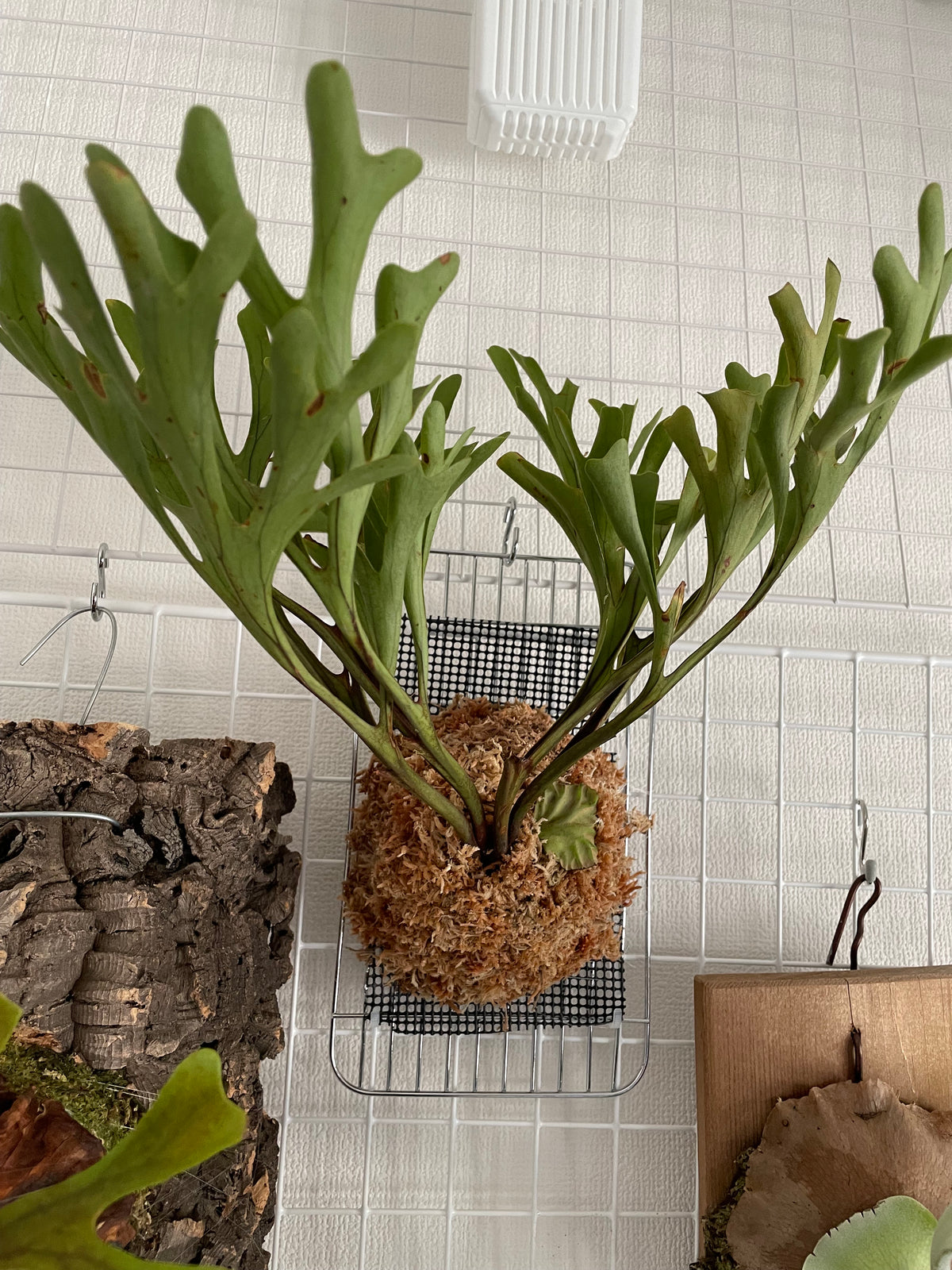 通販】ビカクシダ・リドレイ 板付け 希少インポート 観葉植物 – Leaf 