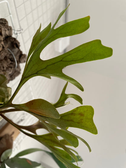 ビカクシダ・リドレイ 板付け 希少インポート 観葉植物